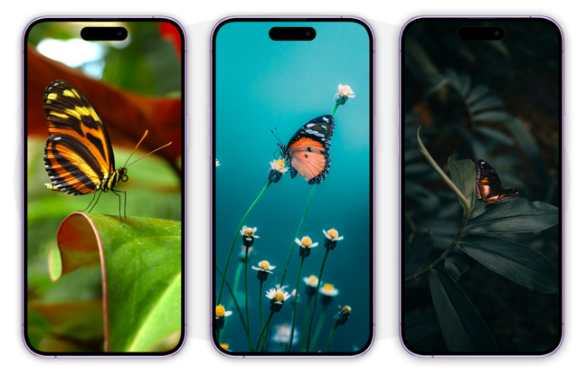Fun • Des papillons colorés en fond d’écran de votre iPhone/iPad